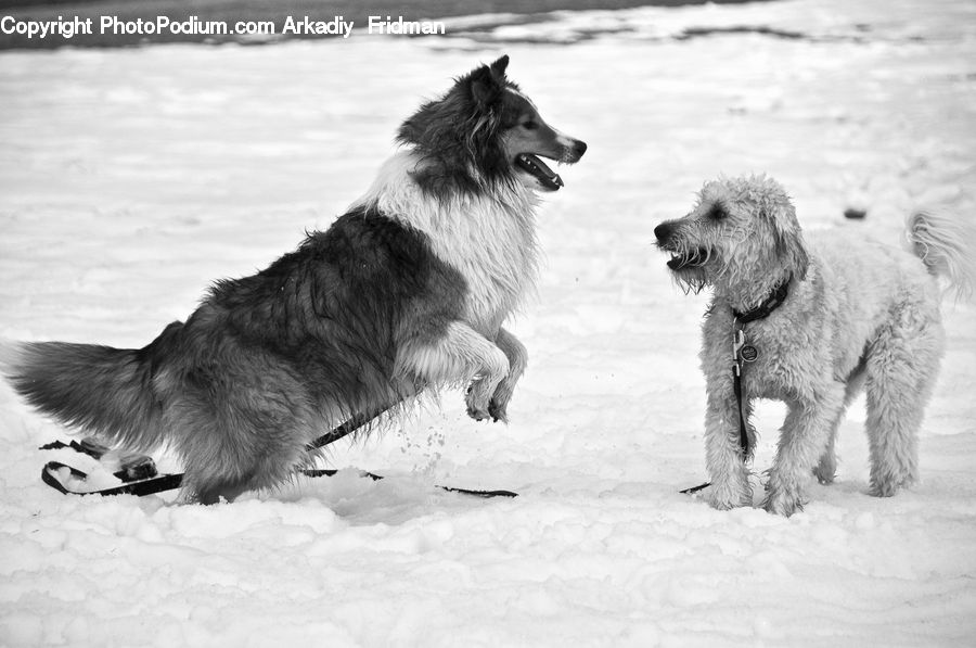 Animal, Canine, Dog, Mammal, Pet, Terrier, Collie