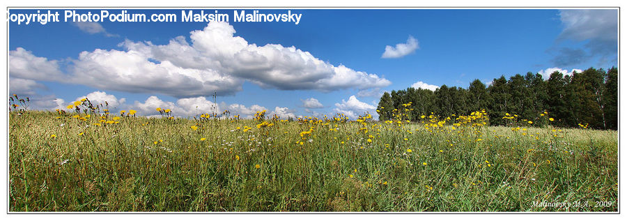 Field, Grass, Grassland, Land, Outdoors, Cloud, Cumulus