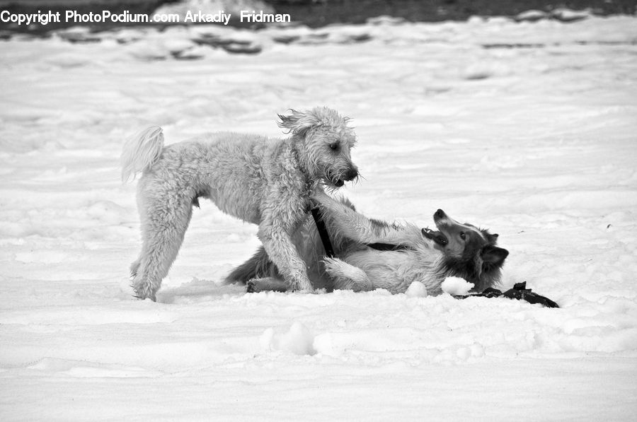 Animal, Canine, Dog, Mammal, Pet, Terrier, Ice