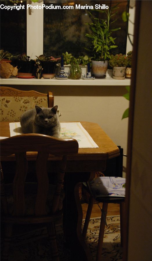 Plant, Potted Plant, Chair, Furniture, Dining Table, Table, Animal