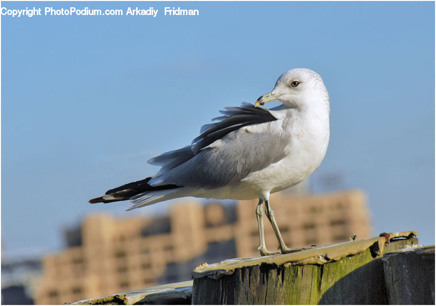 Bird, Seagull, Beak, Head, Portrait, Construction