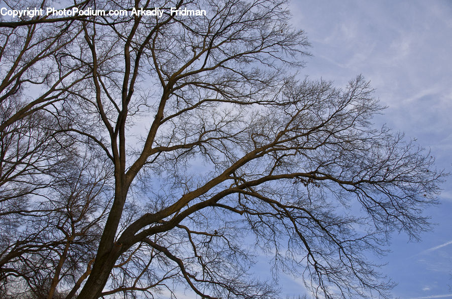 Plant, Tree, Oak, Wood, Sycamore, Tree Trunk, Landscape
