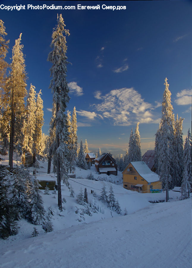 Conifer, Fir, Plant, Tree, Arctic, Snow, Winter