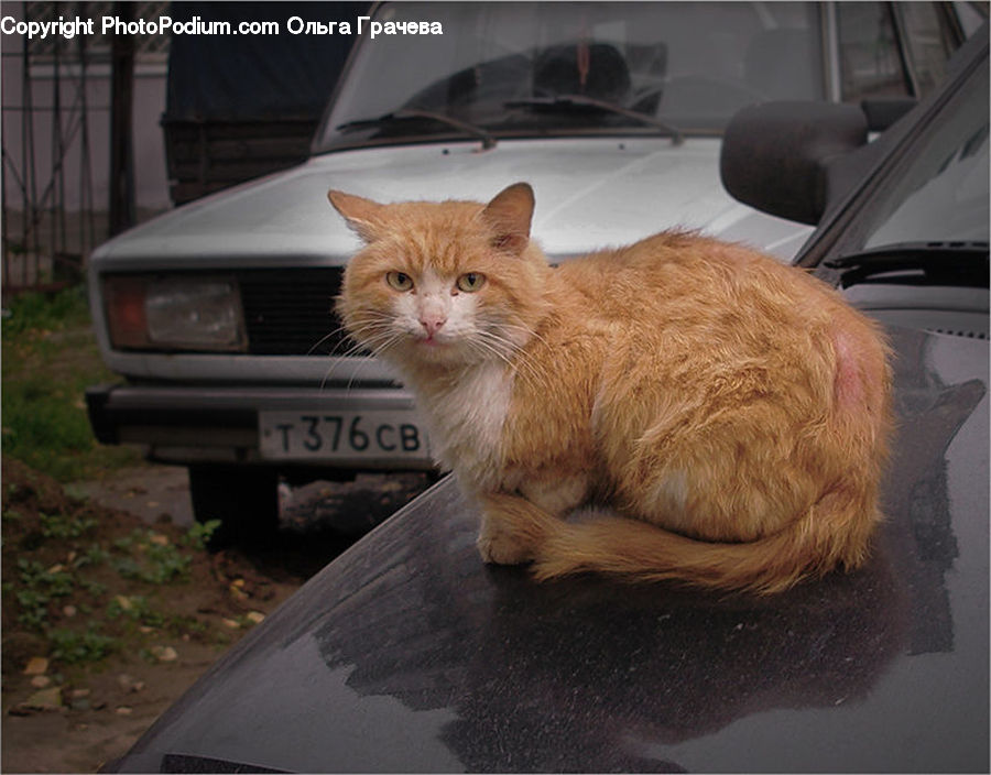 Animal, Cat, Mammal, Manx, Pet, Computer, Electronics