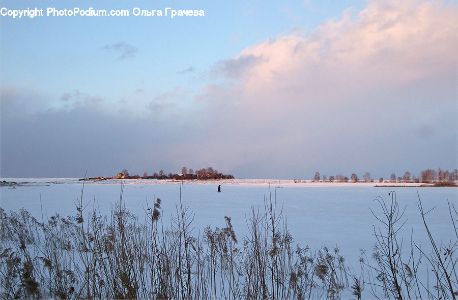 Grass, Plant, Reed, Field, Grassland, Dawn, Dusk