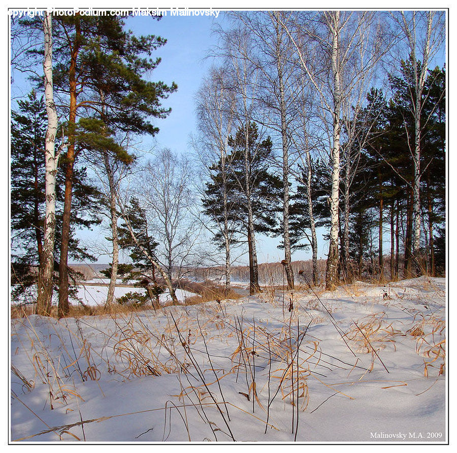 Conifer, Fir, Plant, Tree, Birch, Wood, Landscape