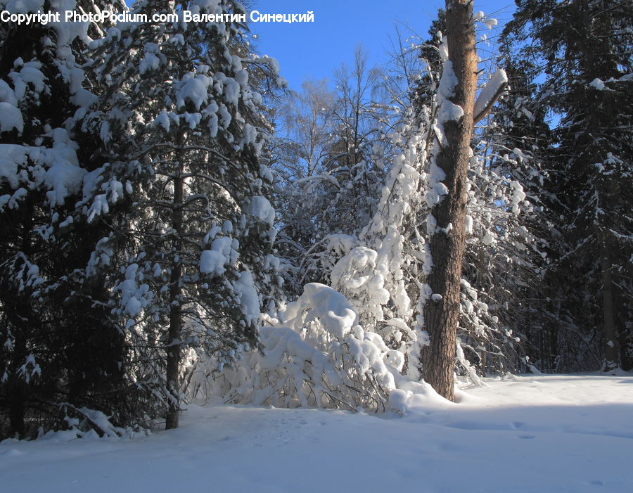 Birch, Tree, Wood, Conifer, Fir, Spruce, Landscape