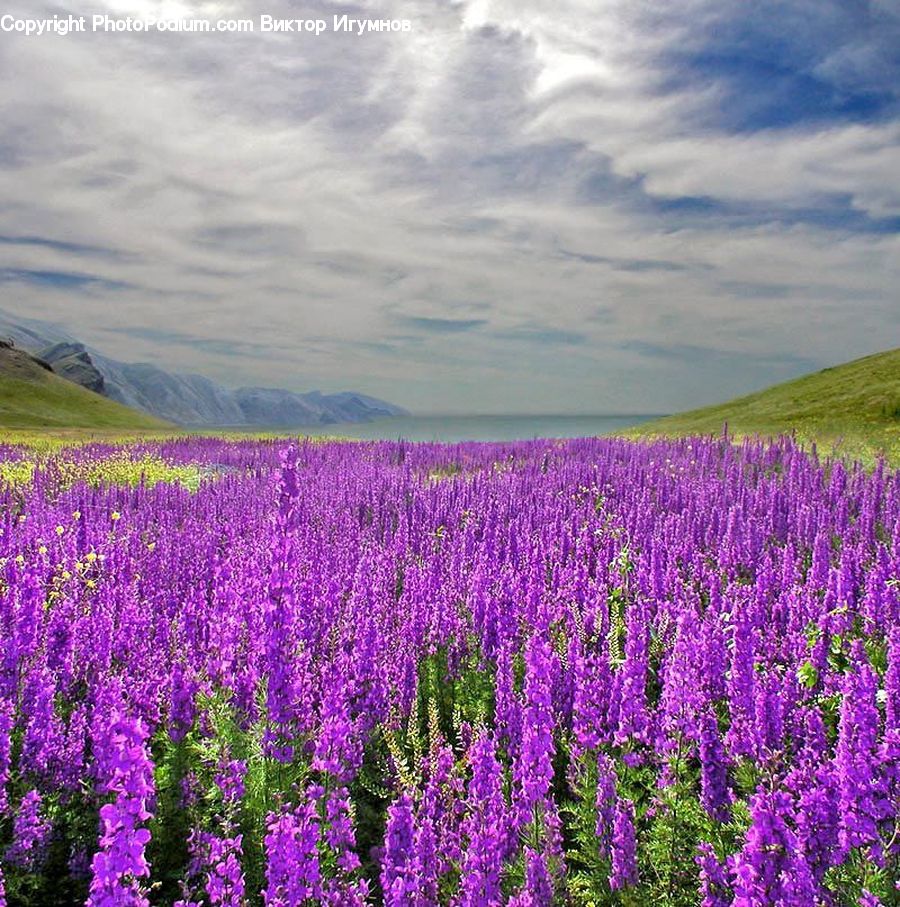 Field, Lavender, Plant, Blossom, Crocus, Flora, Flower