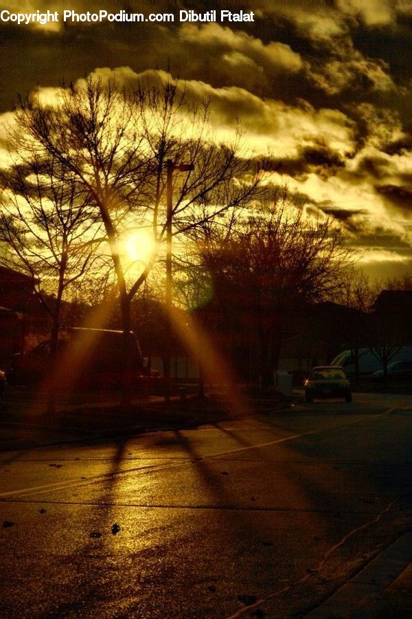 Asphalt, Tarmac, Flare, Light, Sunlight, Plant, Tree