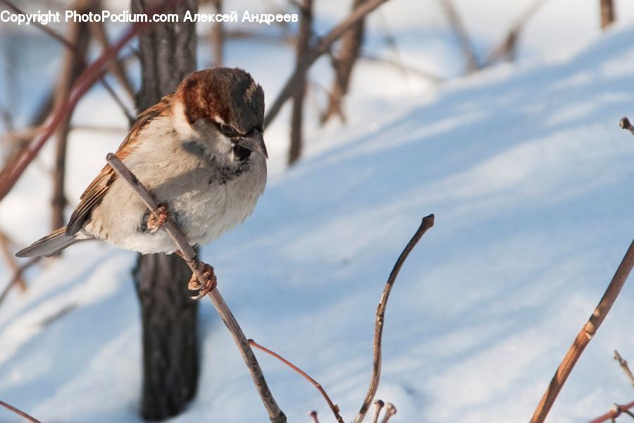 Bird, Sparrow, Finch, Kite Bird