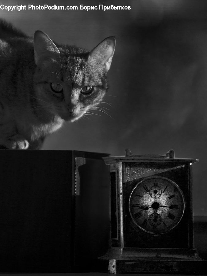 Abyssinian, Animal, Cat, Mammal, Pet, Siamese