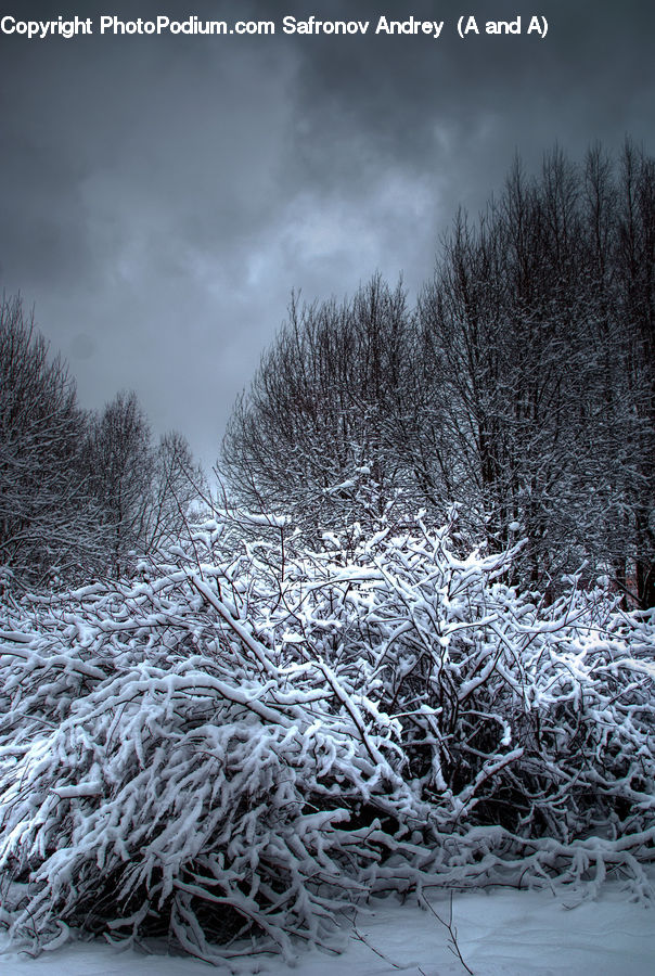 Conifer, Fir, Plant, Tree, Landscape, Nature, Scenery