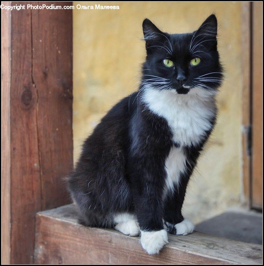 Animal, Cat, Mammal, Manx, Pet, Furniture