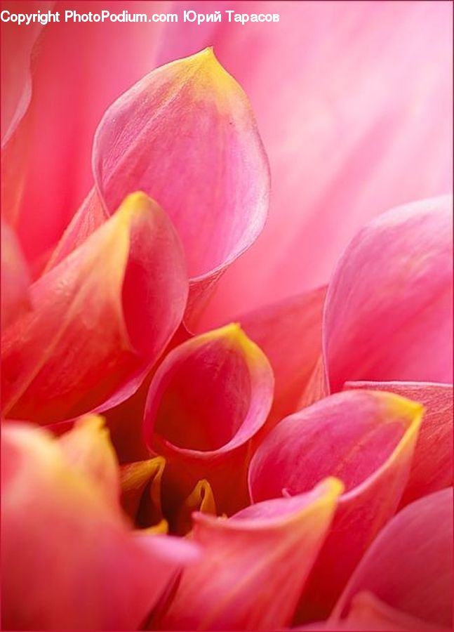 Blossom, Flora, Flower, Petal, Plant, Tulip, Anther