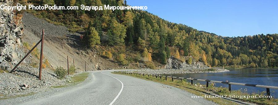 Freeway, Highway, Road, Conifer, Fir, Plant, Tree