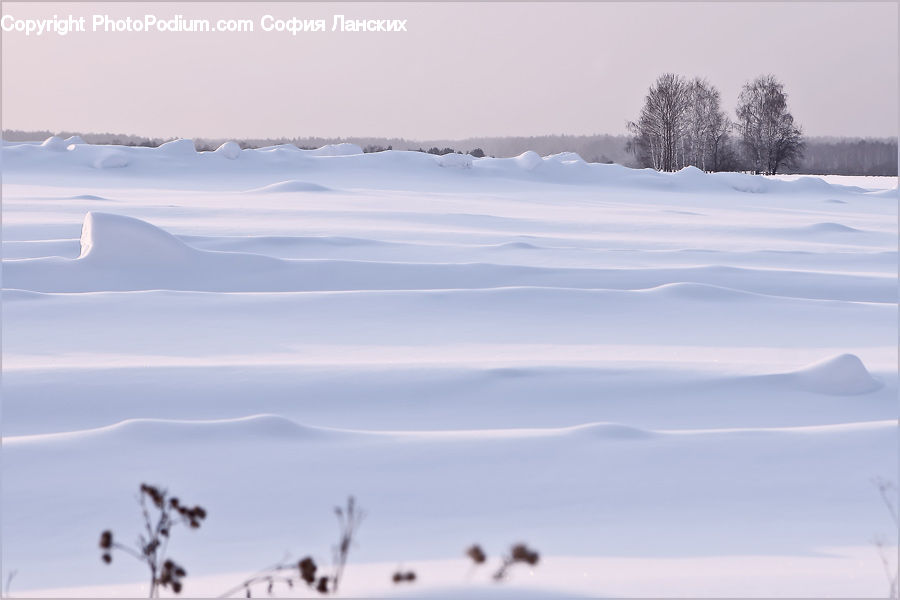 Landscape, Nature, Scenery, Conifer, Fir, Pine, Spruce