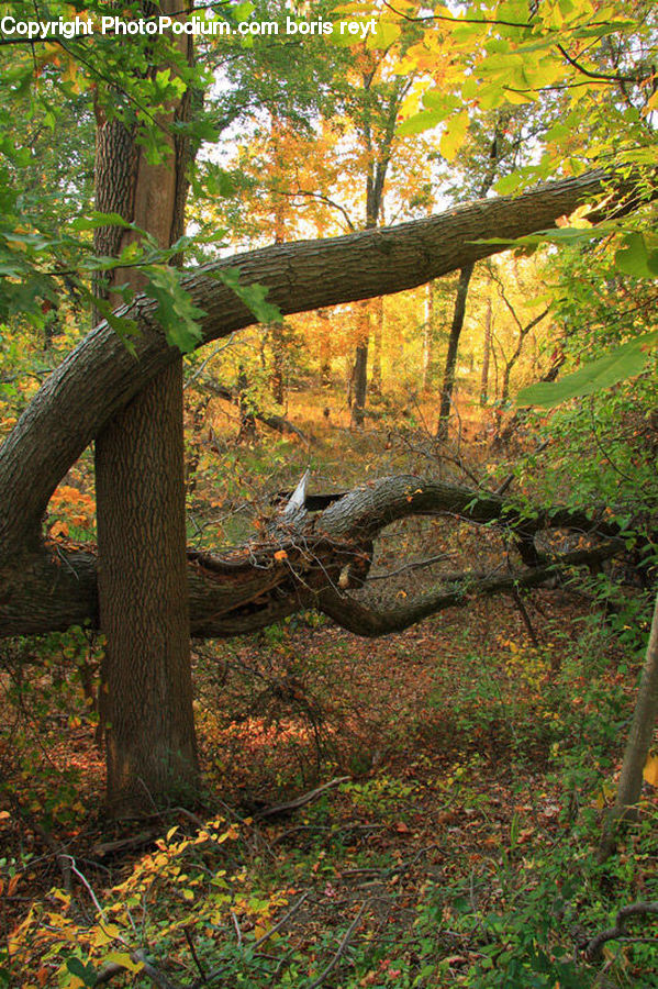 Forest, Grove, Land, Oak, Tree, Wood, Plant