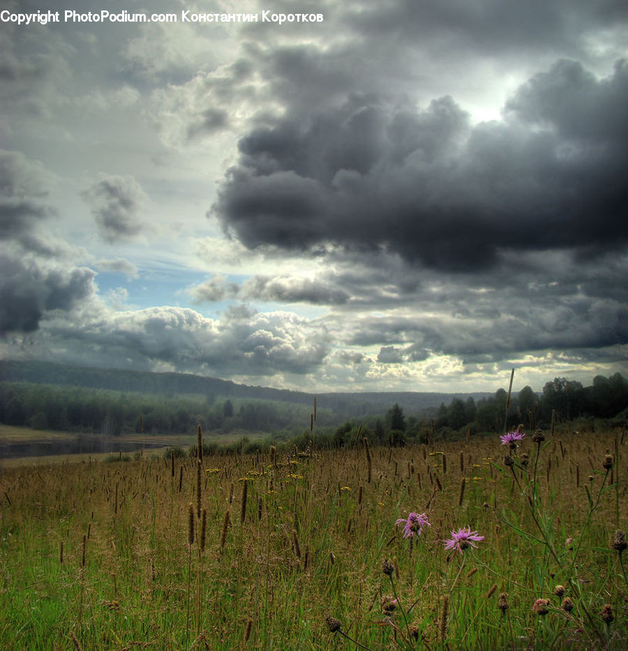 Field, Grass, Grassland, Land, Outdoors, Blossom, Flora