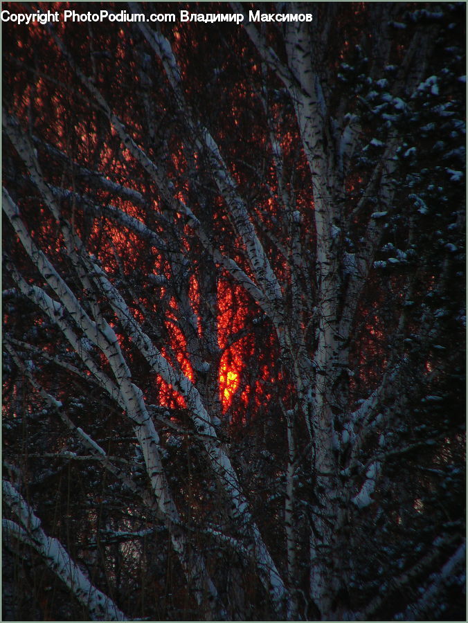 Forest Fire
