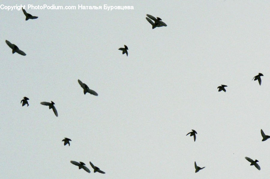 Flock, Bird, Crane Bird, Heron