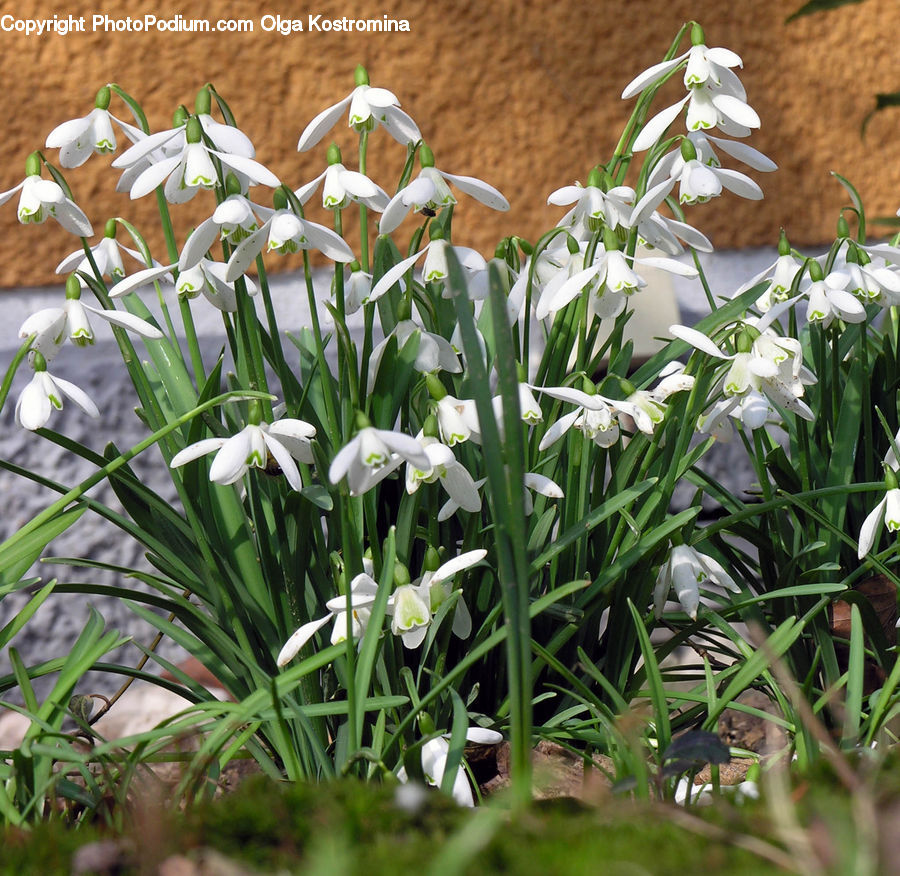 Amaryllidaceae, Blossom, Flower, Plant, Flora, Gladiolus, Daffodil