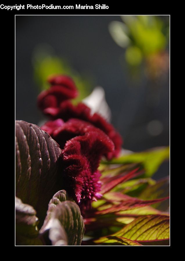 People, Person, Human, Blossom, Flora, Flower, Plant