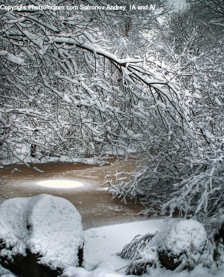 Ice, Outdoors, Snow, Blizzard, Weather, Winter, Conifer