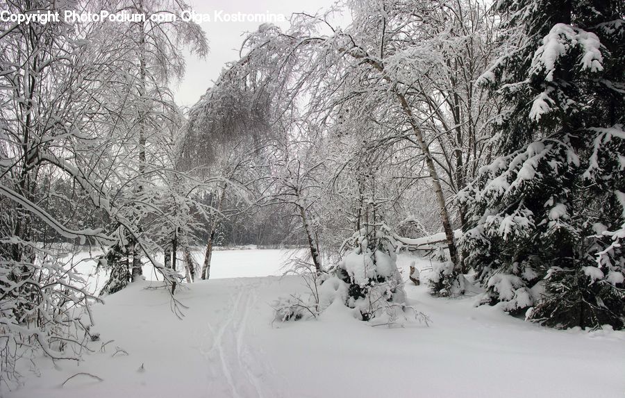 Ice, Outdoors, Snow, Plant, Tree, Forest, Vegetation