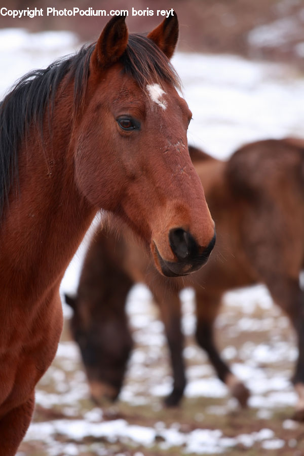 Animal, Colt Horse, Foal, Horse, Mammal, Stallion