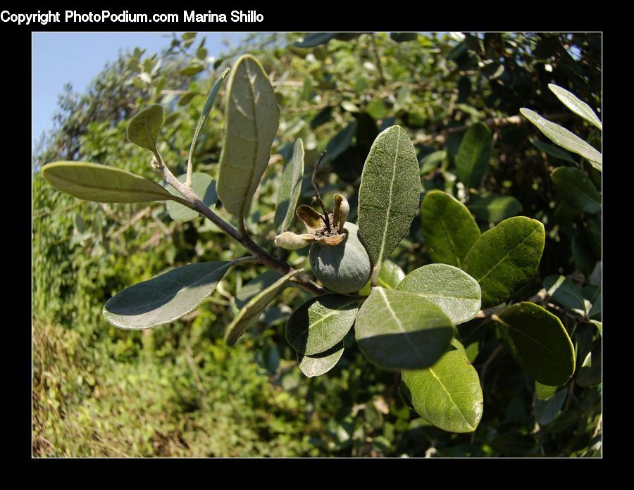 Acorn, Plant, Seed, Blossom, Flora, Flower, Vegetation