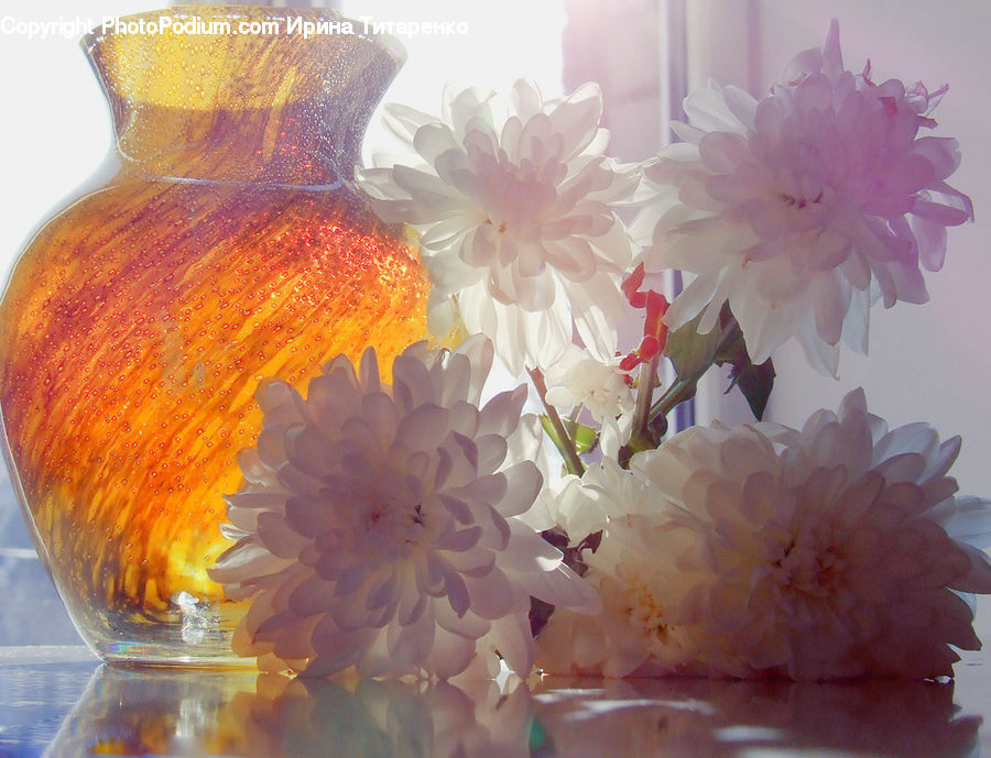Blossom, Flower, Peony, Plant, Flora, Cherry Blossom, Jar
