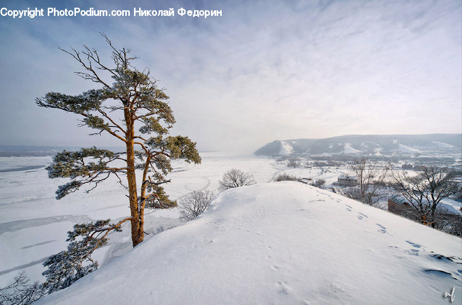 Ice, Outdoors, Snow, Blizzard, Weather, Winter, Conifer