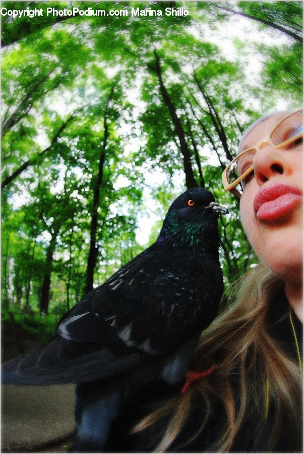 Algae, Bird, Dove, Pigeon, Beak, Forest, Vegetation