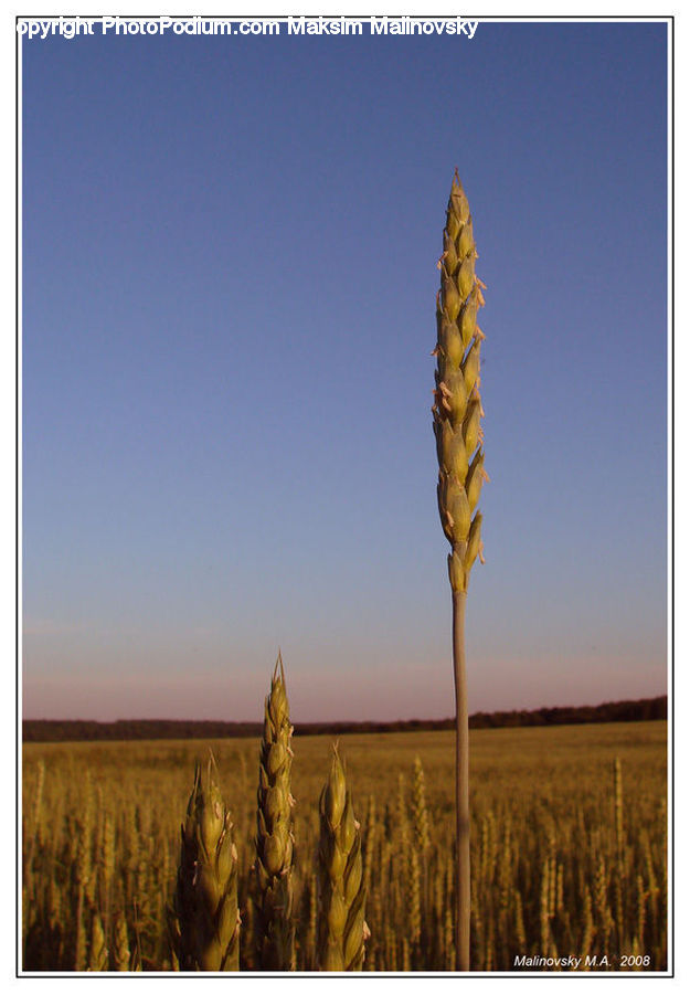 Cactus, Plant, Grain, Wheat, Grass, Field, Grassland