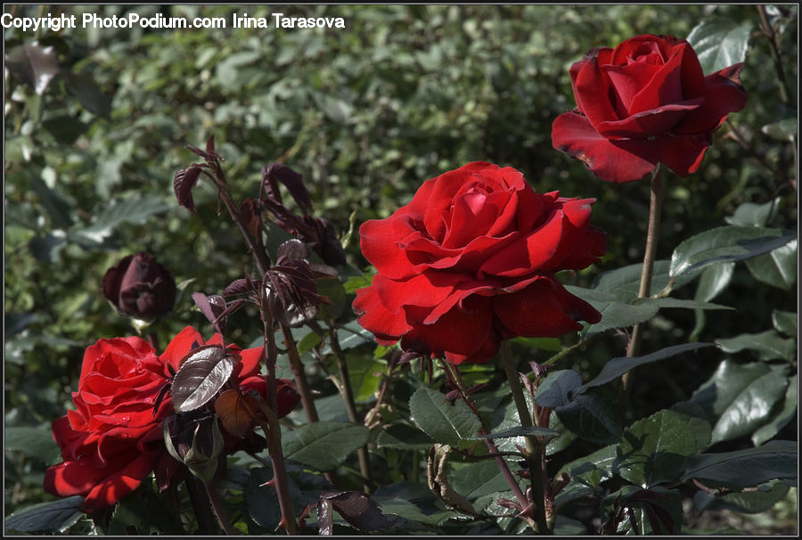 Blossom, Flower, Plant, Rose, People, Person, Human