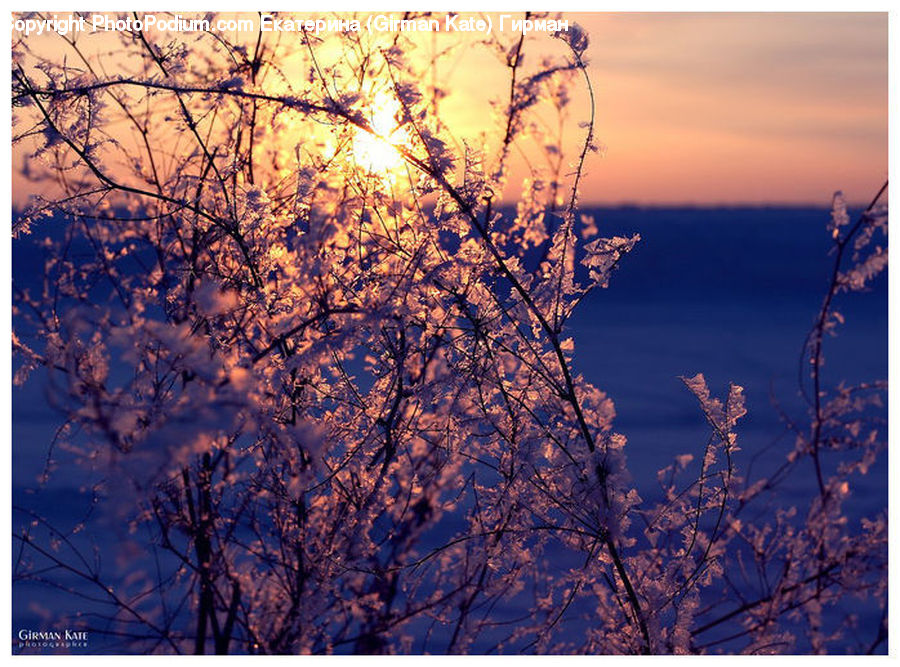 Blossom, Flora, Flower, Plant, Flare, Light, Sunlight