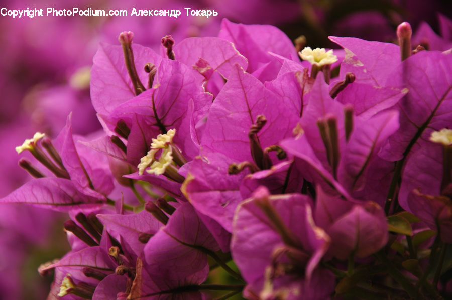 Blossom, Flora, Flower, Geranium, Plant, Crocus, Lilac