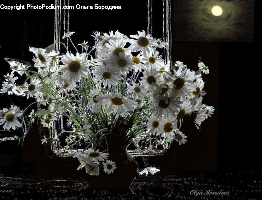 Chandelier, Lamp, Plant, Potted Plant, Asteraceae, Blossom, Flora