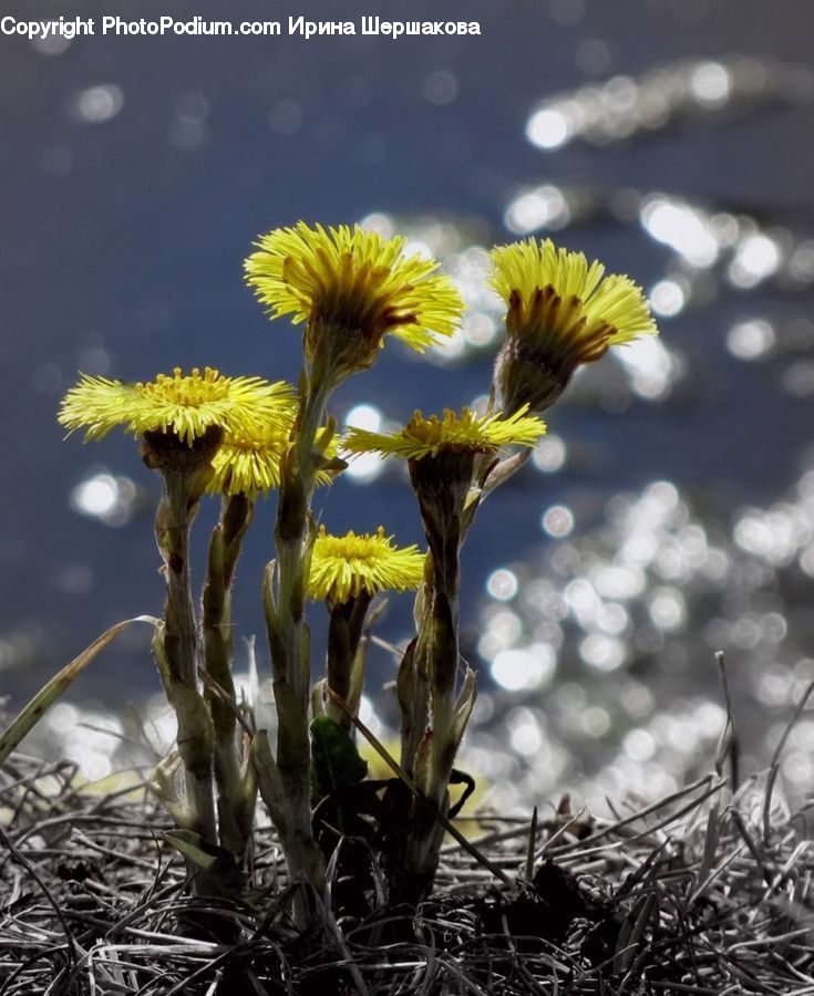 Dandelion, Flower, Plant, Asteraceae, Blossom, Flora, Sunflower
