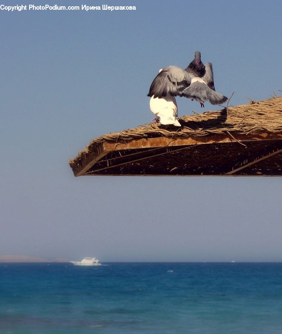 Bird, Condor, Vulture, Booby, Seagull, Dove, Pigeon
