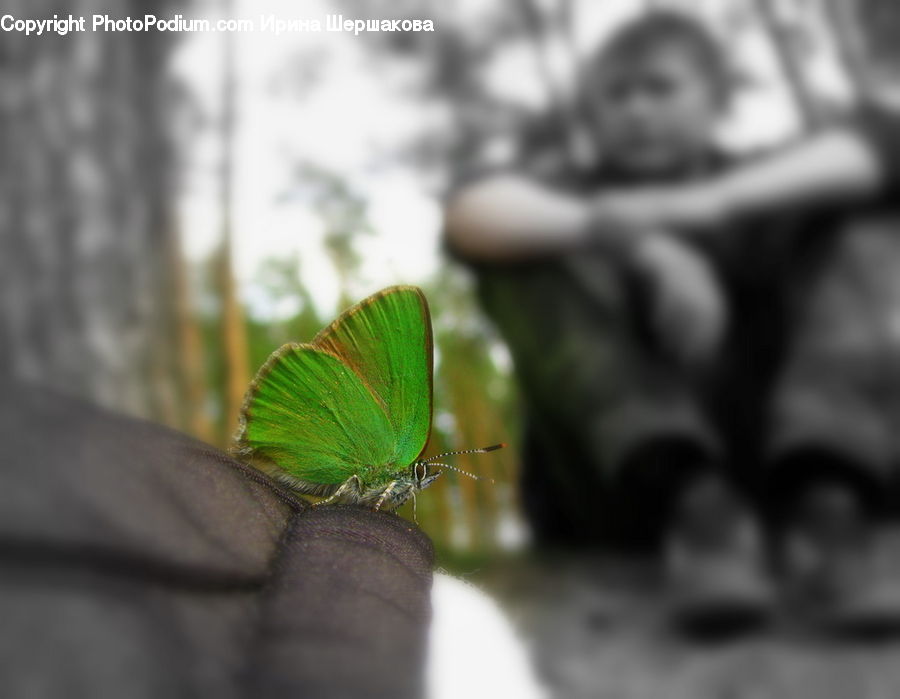Butterfly, Insect, Invertebrate, Conifer, Fir, Plant, Tree
