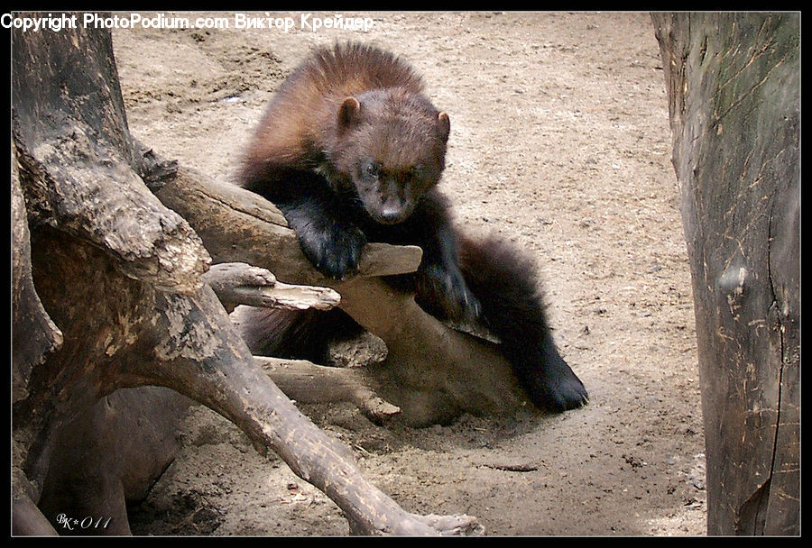 Animal, Bear, Brown Bear, Mammal, Soil