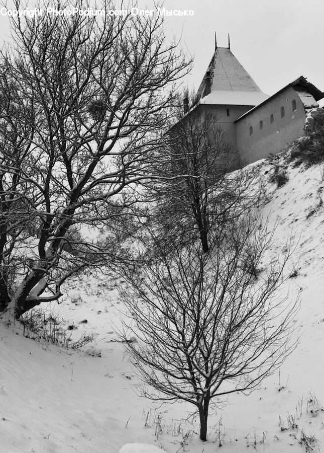 Plant, Tree, Countryside, Outdoors, Ice, Snow, Oak