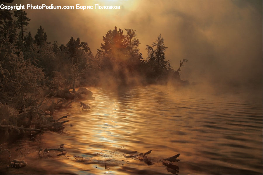 Plant, Potted Plant, Fog, Land, Marsh, Pond, Swamp