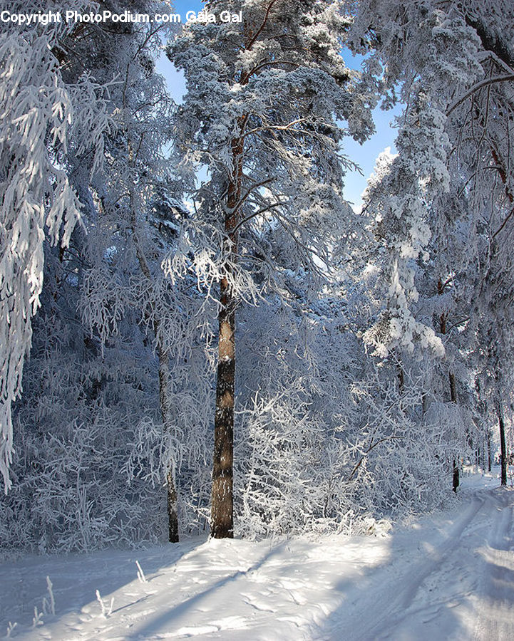 Ice, Outdoors, Snow, Landscape, Nature, Scenery, Conifer
