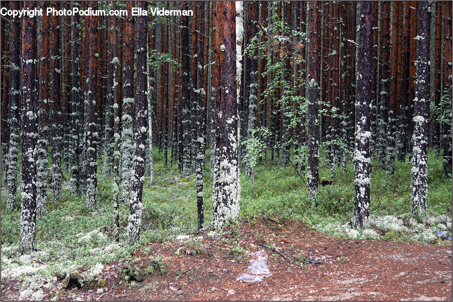 Birch, Tree, Wood, Fir, Redwood, Ivy, Plant