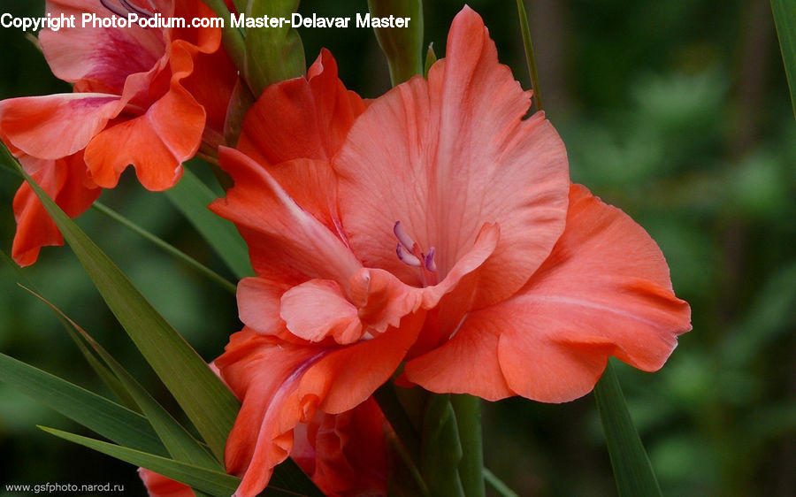 Flora, Flower, Gladiolus, Plant, Blossom, Petal, Amaryllidaceae