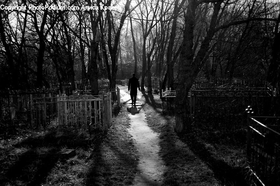 Path, Trail, Forest, Vegetation, Grove, Land, Fir