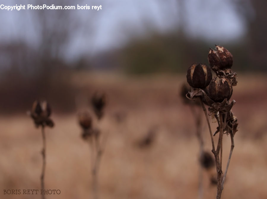 Plant, Weed, Artichoke, Bud, Dung Beetle, Insect, Invertebrate