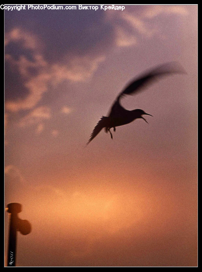 Bird, Crane Bird, Heron, Blackbird, Crow, Hummingbird, Silhouette